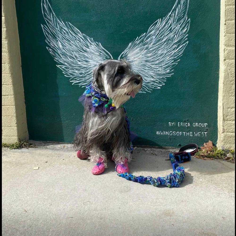 Wagwear plastic shoes for dogs